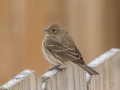 House Finch - Yard Birds,, Clarksville, Montgomery County, TN, January 2022