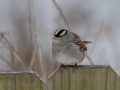 White-crowned Sparrow- Yard Birds,, Clarksville, Montgomery County, TN, January 2022