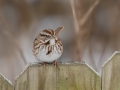 Song Sparrow - Yard Birds,, Clarksville, Montgomery County, TN, January 2022