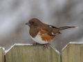 Eastern Towhee (female) - Yard Birds,, Clarksville, Montgomery County, TN, January 2022