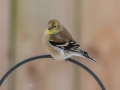 American Goldfinch - Yard Birds,, Clarksville, Montgomery County, TN, January 2022
