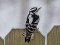 Downy Woodpecker - Yard Birds,, Clarksville, Montgomery County, TN, January 2022