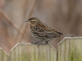 Red-winged Blackbird (female) - Yard Birds,, Clarksville, Montgomery County, TN, January 2022
