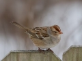 White-crowned Sparrow (juvenile) - Yard Birds,, Clarksville, Montgomery County, TN, January 2022