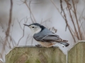 White-breasted Nuthatch - Yard Birds,, Clarksville, Montgomery County, TN, January 2022