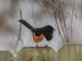 Eastern Towhee (male) - Yard Birds,, Clarksville, Montgomery County, TN, January 2022