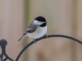Carolina Chickadee - Yard Birds,, Clarksville, Montgomery County, TN, January 2022