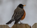 American Robin - Yard Birds,, Clarksville, Montgomery County, TN, January 2022