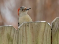 Red-bellied Woodpecker - Yard Birds,, Clarksville, Montgomery County, TN, January 2022