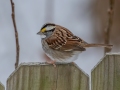 White-throated Sparrow - Yard Birds,, Clarksville, Montgomery County, TN, January 2022