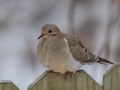 Mourning Dove - Yard Birds,, Clarksville, Montgomery County, TN, January 2022
