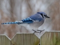 Blue Jay - Yard Birds,, Clarksville, Montgomery County, TN, January 2022