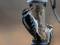 Hairy and Downy Woodpeckers - Yard Birds - Montgomery County, Clarksville, TN, Jan 16, 2023