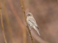 House Finch - Yard Birds - Montgomery County, Clarksville, TN, Jan 16, 2023