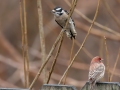 Downy Woodpecker and House Finch - Yard Birds - Montgomery County, Clarksville, TN, Jan 16, 2023