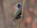 European Starling - Yard Birds - Montgomery County, Clarksville, TN, Jan 16, 2023