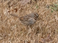 House Sparrow - Yard Birds - Montgomery County, Clarksville, TN, Jan 16, 2023