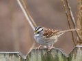 White-throated Sparrow - Yard Birds - Montgomery County, Clarksville, TN, Jan 16, 2023
