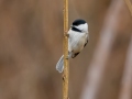 Carolina Chickadee- Yard Birds - Montgomery County, Clarksville, TN, Jan 16, 2023