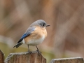 Eastern Bluebird - Yard Birds - Montgomery County, Clarksville, TN, Jan 16, 2023