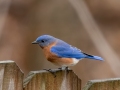 Eastern Bluebird - Yard Birds - Montgomery County, Clarksville, TN, Jan 16, 2023