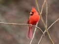 Northern Cardinal - Yard Birds - Montgomery County, Clarksville, TN, Jan 16, 2023