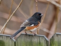 Eastern Towhee - Yard Birds - Montgomery County, Clarksville, TN, Jan 16, 2023