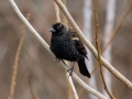 Red-winged Blackbird - Yard Birds - Montgomery County, Clarksville, TN, Jan 16, 2023