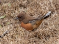 Eastern Towhee - Yard Birds - Montgomery County, Clarksville, TN, Jan 16, 2023