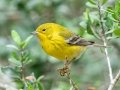 Pine Warbler - Lake Bastrop--South Shore Park, Bastrop, Texas, Jan 21, 2023