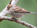 Chipping Sparrow - Lake Bastrop--South Shore Park, Bastrop, Texas, Jan 21, 2023