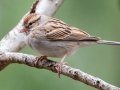 Chipping Sparrow - Lake Bastrop--South Shore Park, Bastrop, Texas, Jan 21, 2023
