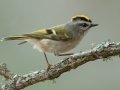 Golden-crowned Kinglet - Lake Bastrop--South Shore Park, Bastrop, Texas, Jan 21, 2023