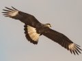 Crested Caracara (Northern) - Bastrop Co.--Sayers Rd. (CR157), Bastrop, Texas, Jan 21, 2023