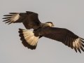 Crested Caracara (Northern) - Bastrop Co.--Sayers Rd. (CR157), Bastrop, Texas, Jan 21, 2023