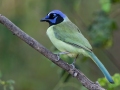 Green Jay - National Butterfly Center--General & area North of Levee, Hidalgo, Texas, Jan 22, 2023