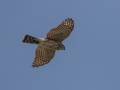 Sharp-shinned Hawk - National Butterfly Center--General & area North of Levee, Hidalgo, Texas, Jan 22, 2023