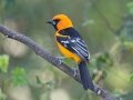 Altamira Oriole - National Butterfly Center--General & area North of Levee, Hidalgo, Texas, Jan 22, 2023