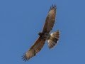 Harris Hawk (Juvenile) - Bentsen-Rio Grande Val. SP WBC (Mission) (LTC 069,), Jan 22, 2023