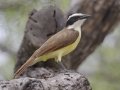 Great Kiskadee - Martin Refuge, Penitas