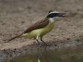 Great Kiskadee - Martin Refuge, Penitas