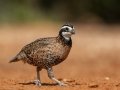 Northern Bobwhite - Laguna Seca Ranch, Edinburg
