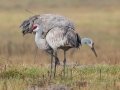 Sandhill Cranes - Goose Island SP--Big Tree/Lamar Beach rd area, Aransas, Texas, Jan 29, 2023