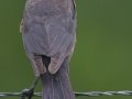 Boat-tailed Grackle - Anahuac National Wildlife Refuge