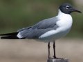 Laughing Gull - Bolivar Peninsula