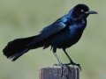 Boat-tailed Grackle - Anahuac National Wildlife Refuge