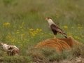 Crested Caracara - Anahuac National Wildlife Refuge