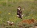 Crested Caracara - Anahuac National Wildlife Refuge