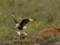 Crested Caracara - Anahuac National Wildlife Refuge