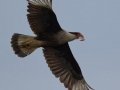 Crested Caracara - Anahuac National Wildlife Refuge